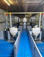 stalinrichting varkens, Dieren en Toebehoren, Meerdere dieren, Varken