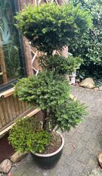 Taxus vormsnoei boom in pot, Bloeit niet, Overige soorten, Ophalen, Volle zon