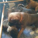 Mechelse herder x Hollandse herder pups, 8 tot 15 weken, Meerdere, Meerdere dieren, Herder