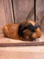 Jonge cavia beertjes, Mannelijk, Cavia, Tam