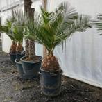 Jubaea Chilensis - Kokospalm g47219, Tuin en Terras, Planten | Tuinplanten, Ophalen of Verzenden