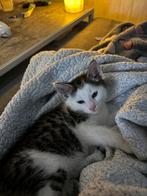 3 months old kitten, Poes