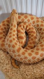 0.1 volwasse forse heterodon nasicus red albino, Dieren en Toebehoren, Reptielen en Amfibieën, Slang, 3 tot 6 jaar