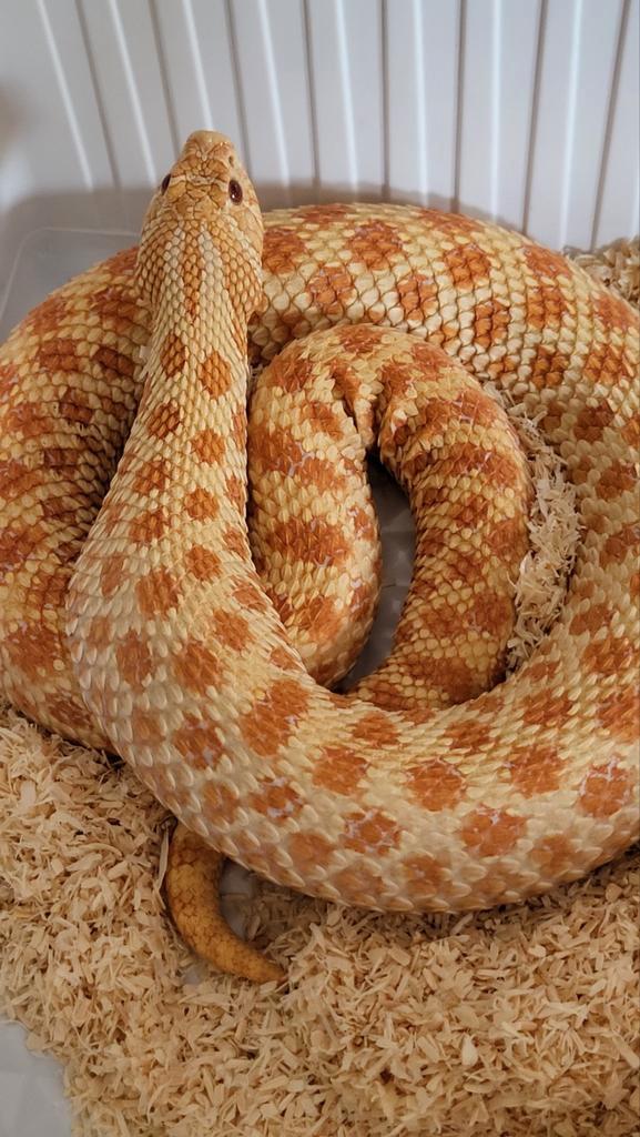 0.1 volwasse forse heterodon nasicus  red albino triple het.