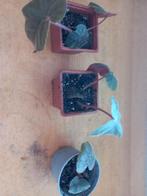 Diverse  planten, Ophalen, Volledige schaduw, Overige soorten, In pot