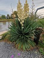 yucca met 10 bloemen, Volle zon, Vaste plant, Zomer, Ophalen