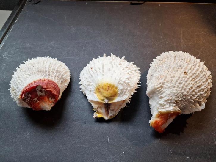 De laatste drie Spondylus Variable, Verzamelen, Mineralen en Fossielen, Ophalen of Verzenden