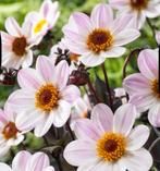 Dahlia knollen “Happy Single Princess”, Tuin en Terras, Ophalen of Verzenden, Voorjaar, Volle zon, Knol