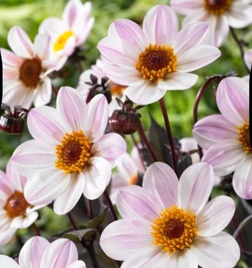 Dahlia knollen “Happy Single Princess”, Tuin en Terras, Bloembollen en Zaden, Knol, Voorjaar, Volle zon, Ophalen of Verzenden