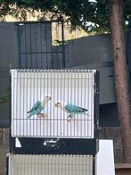 Blue opaline misty fischeri, Dieren en Toebehoren, Vogels | Overige Vogels, Meerdere dieren, Tropenvogel