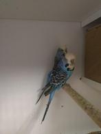 Koppel Engelse Parkieten 2024 met jong 2025., Dieren en Toebehoren, Meerdere dieren, Parkiet, Geringd