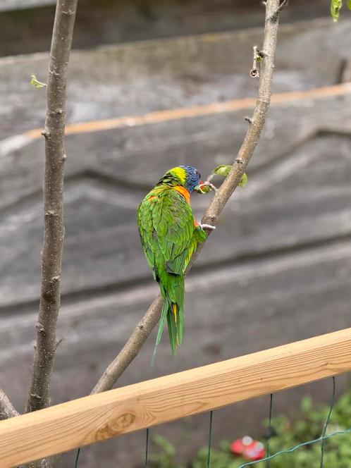 Super tamme Lori van de blauwe bergen met kooi, Dieren en Toebehoren, Vogels | Parkieten en Papegaaien, Papegaai, Geslacht onbekend