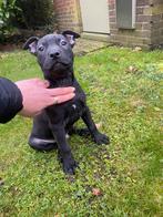 Nog 2 Prachtige pitbull pups - mogen nest verlaten!, Overige rassen, 8 tot 15 weken, Meerdere, Meerdere dieren