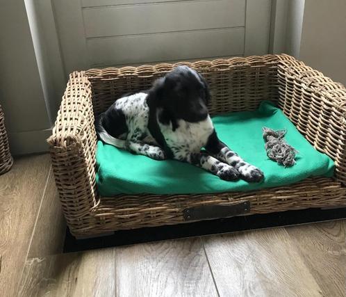 Friese stabij, Dieren en Toebehoren, Honden | Jack Russells en Terriërs, Meerdere dieren, Overige rassen, Particulier, Meerdere