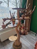 Papagaaiboom, Mannelijk, Parkiet