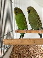 Blackface grasparkieten., Dieren en Toebehoren, Vogels | Parkieten en Papegaaien, Meerdere dieren, Parkiet, Geringd