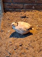 Japanse kwartel hen, Dieren en Toebehoren, Pluimvee, Vrouwelijk, Overige soorten