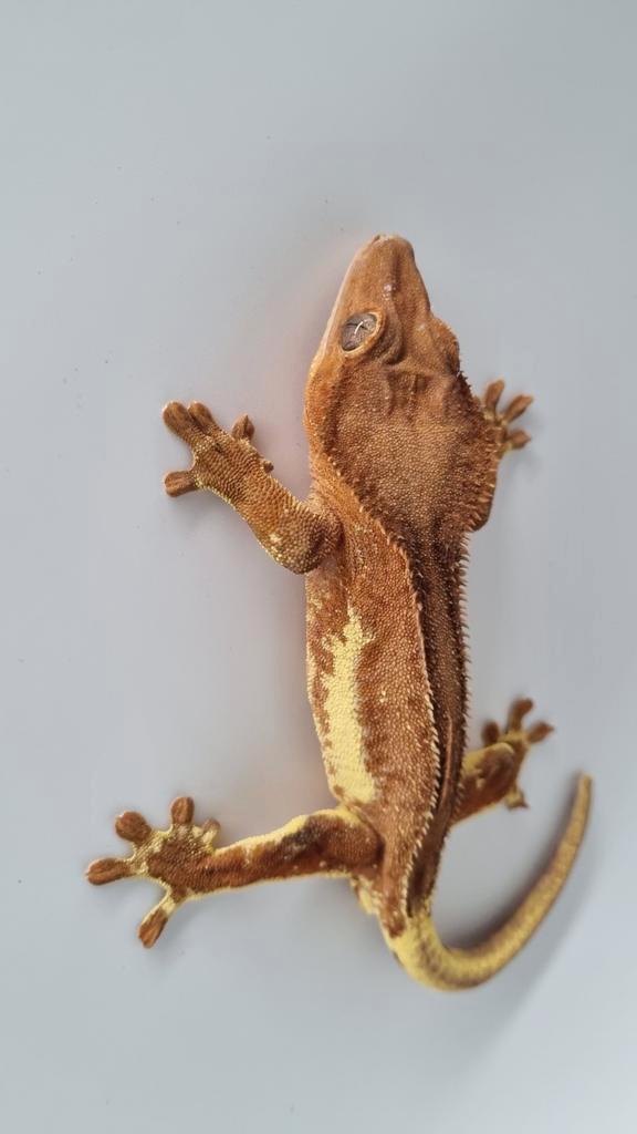 Crested gecko wimpergekko man LW Phanton RTB