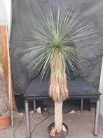 Yucca linearifolia ssp. Galeana 56, 190 cm, stam 130 cm, Ophalen, Vaste plant, Overige soorten, Volle zon