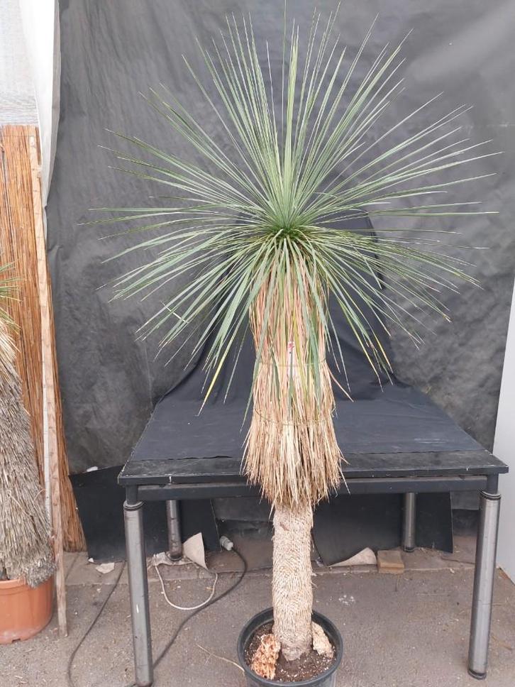 Yucca linearifolia ssp. Galeana 56, 190 cm, stam 130 cm, Tuin en Terras, Planten | Tuinplanten, Vaste plant, Overige soorten, Volle zon