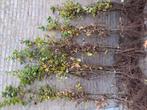 Fagus sylvatica (groene beuk) en carpinus betulus, Ophalen of Verzenden, Beukenhaag, 100 tot 250 cm