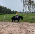 Shetty - Pony - Shetlander - Beleert, Dieren en Toebehoren, Merrie, Niet van toepassing, A pony (tot 1.17m), 0 tot 2 jaar