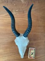 Skull schedel steenbok antilope springbok bok lange hoorns, Ophalen of Verzenden, Zo goed als nieuw, Wild dier, Schedel