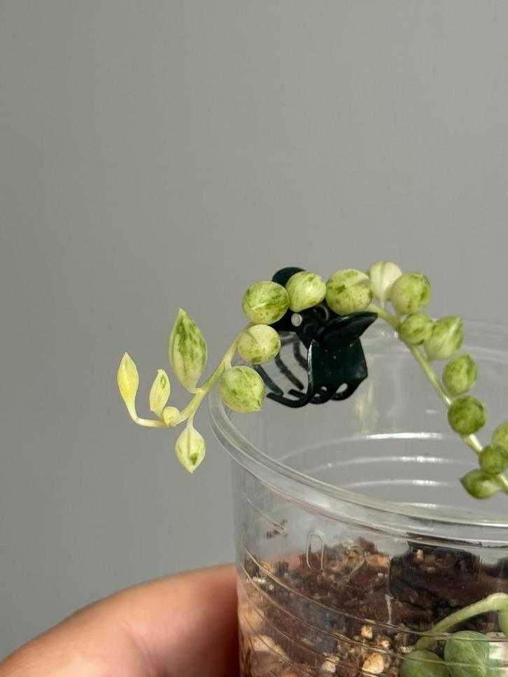 Curio herreanus variegata (zeldzaam), Huis en Inrichting, Kamerplanten, Overige soorten, Minder dan 100 cm, Ophalen