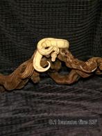 Python regius banana fire 23, Dieren en Toebehoren, Slang