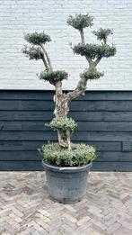Pon pon olijfboom, Tuin en Terras, Planten | Bomen, 100 tot 250 cm, Olijfboom, Zomer, Ophalen