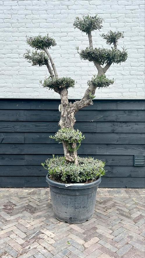 Pon pon olijfboom, Tuin en Terras, Planten | Bomen, Olijfboom, 100 tot 250 cm, Volle zon, Zomer, Ophalen