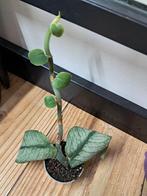 Rhaphidophora hongkongenis stek, Ophalen of Verzenden, Halfschaduw, Minder dan 100 cm