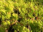 Zeer grote oude ACERS, buitenplanten, Tuin en Terras, Ophalen, Halfschaduw, Overige soorten