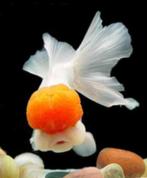 Redcap Oranda goudvis 6 / 8 cm - Koidream Valburg, Dieren en Toebehoren, Goudvis(sen)