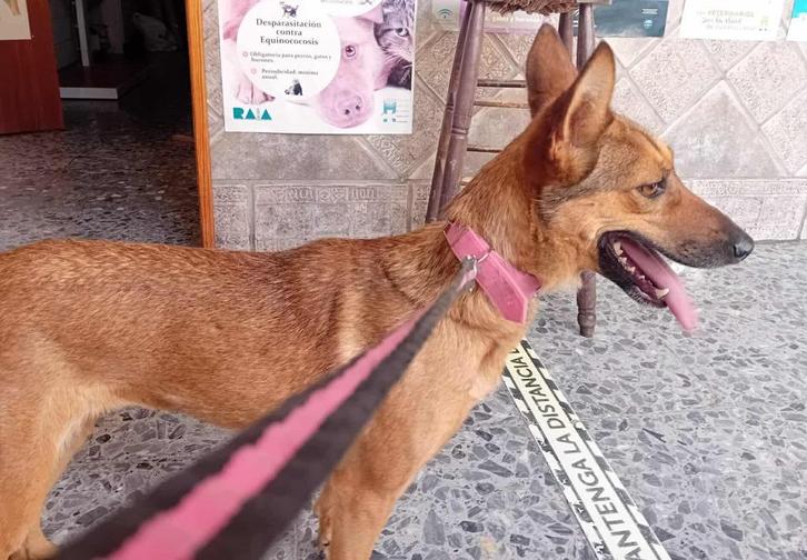 HzH-CANIJA, verlegen dametje zoekt lief en geduldig baasje, Dieren en Toebehoren, Honden | Niet-rashonden, Klein, Teef, Particulier