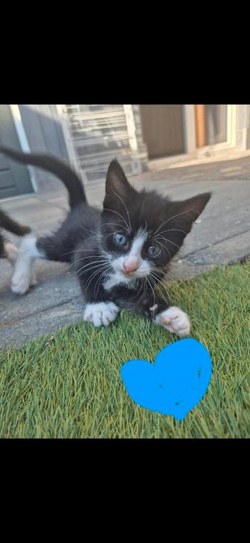 Lieve kittens zoeken een thuis! beschikbaar voor biedingen