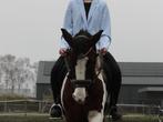 Knappe D pony, Dieren en Toebehoren, Paarden, Minder dan 160 cm, Niet van toepassing, 11 jaar of ouder, Recreatiepaard