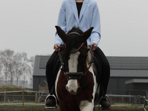 Knappe D pony, Dieren en Toebehoren, Paarden, Merrie, Niet van toepassing, Minder dan 160 cm, 11 jaar of ouder, Recreatiepaard