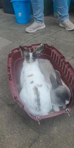 Super lieve konijnen, Dieren en Toebehoren, Konijnen, Meerdere dieren, Klein, 3 tot 5 jaar