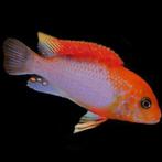 Te koop jonge Labidochromis Sunflower, Dieren en Toebehoren, Vissen | Aquariumvissen, Vis