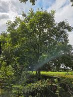 Walnotenboom 8 meter hoog, Tuin en Terras, Planten | Bomen, Ophalen, 400 cm of meer