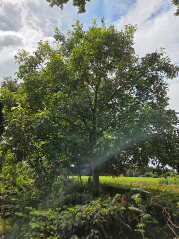 Walnotenboom 8 meter hoog beschikbaar voor biedingen