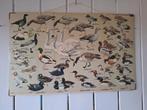 Oude school wand kaart- Eenden etc, Ophalen