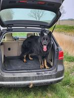 Duitse herder (reu), Dieren en Toebehoren, Honden | Herdershonden en Veedrijvers, Rabiës (hondsdolheid), Reu, Eén hond, 3 tot 5 jaar