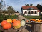 Pompoenen en kalebassen, Ophalen