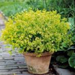 Vrouwenmantel, Volle zon, Vaste plant, Zomer, Ophalen