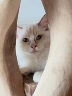 Cinnamon mink mitted Ragdoll kater met fokrechten, Dieren en Toebehoren, Katten en Kittens | Raskatten | Langhaar, Kater, Gechipt