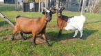 2 dwerggeiten, zusjes, tam, alleen samen te koop, Dieren en Toebehoren, Schapen, Geiten en Varkens, Vrouwelijk, Geit
