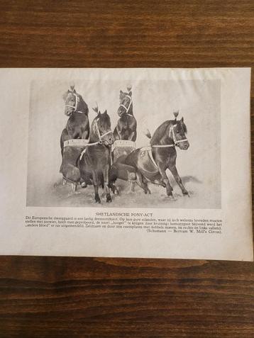 Circus/ 23 vintage zwart-wit afbeeldingen van circusfoto`s. beschikbaar voor biedingen