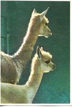 Amsterdam- -Artis, Vicogne met jong., Verzenden, 1980 tot heden, Gelopen, Noord-Holland